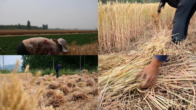 农村小麦收割