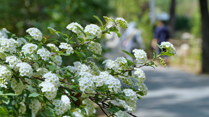 4K绣线菊花道实拍