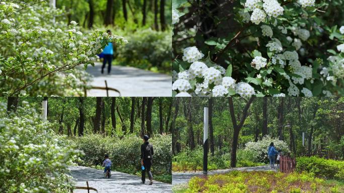 4K绣线菊花道实拍