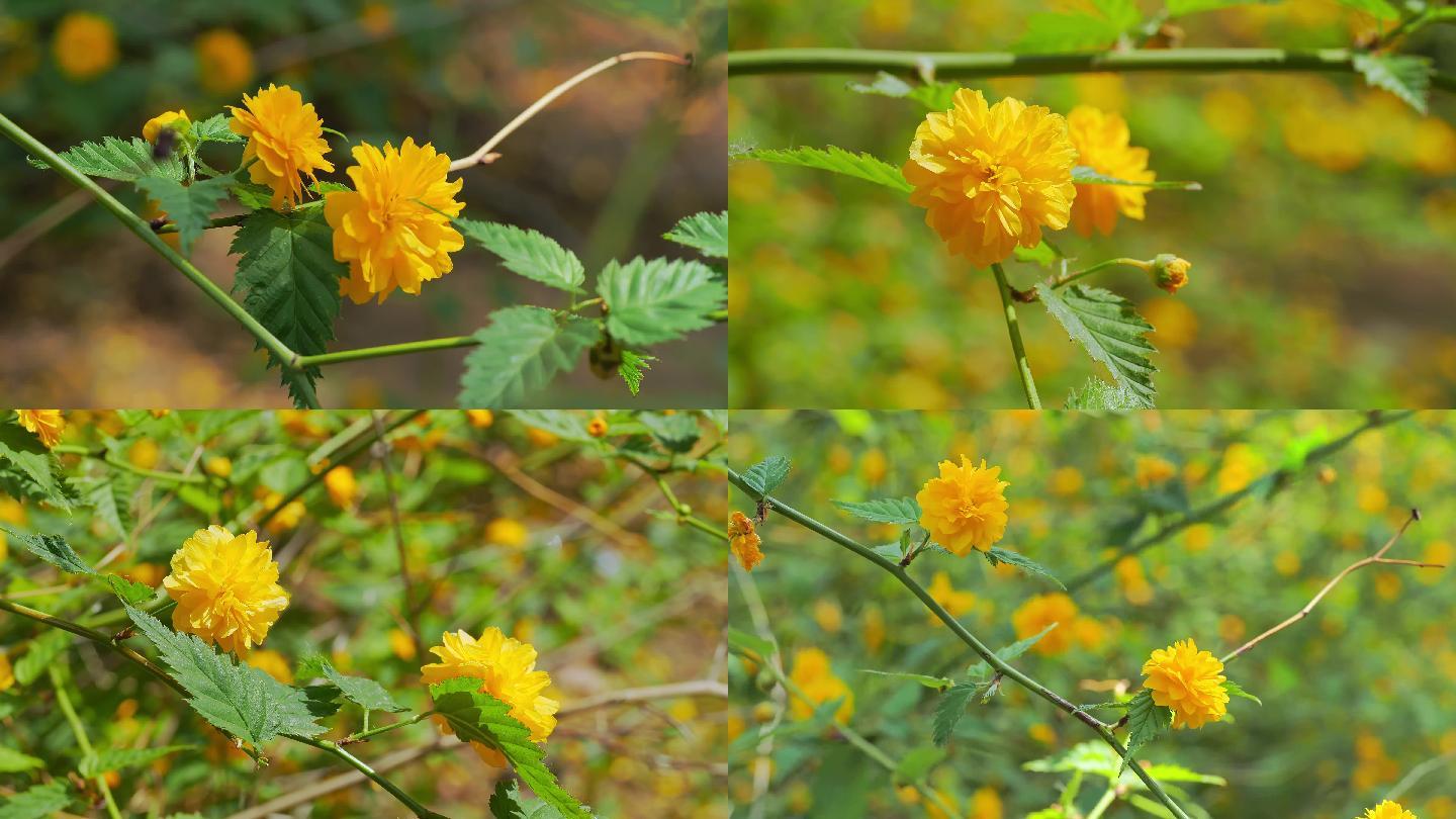 4K棠棣花实拍视频