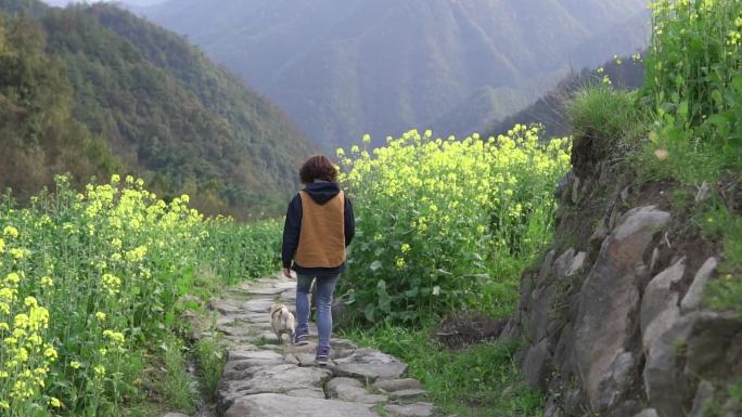 女子带狗走路在开满油菜花的山路