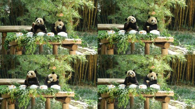 动物园里的国宝大熊猫