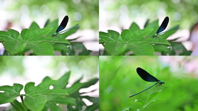 绿叶上歇息起飞的蜻蜓
