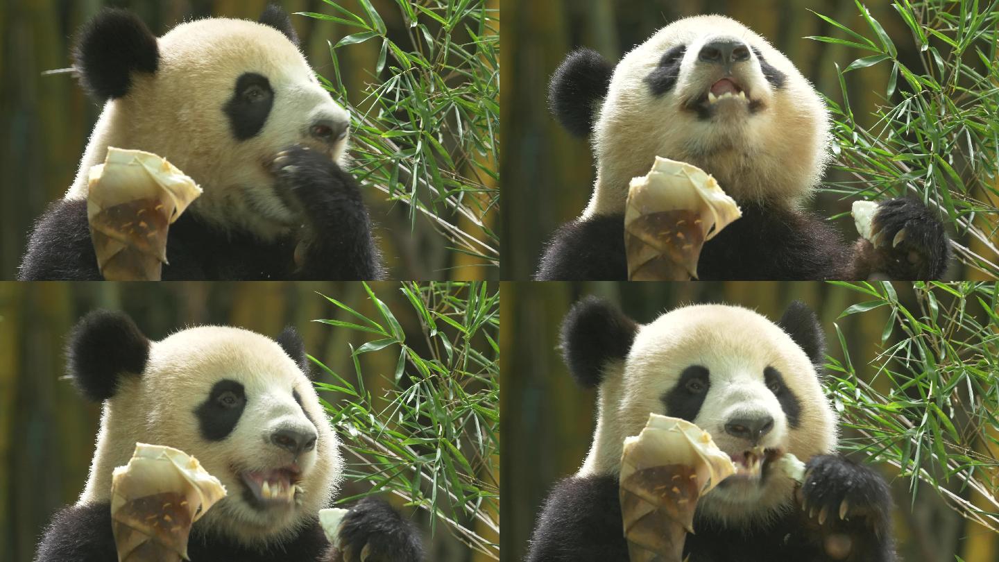 大熊猫吃竹笋狼吞虎咽