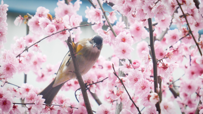 鸟语花香小鸟在桃花枝慢动作