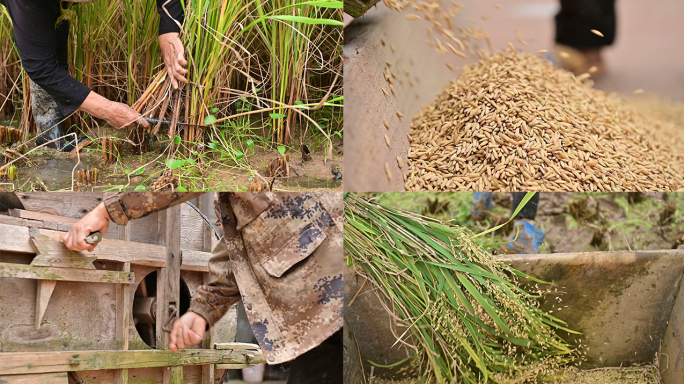 水稻丰收农民手工收割稻谷过程