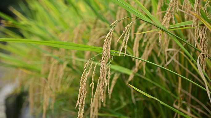 水稻丰收农民手工收割稻谷过程