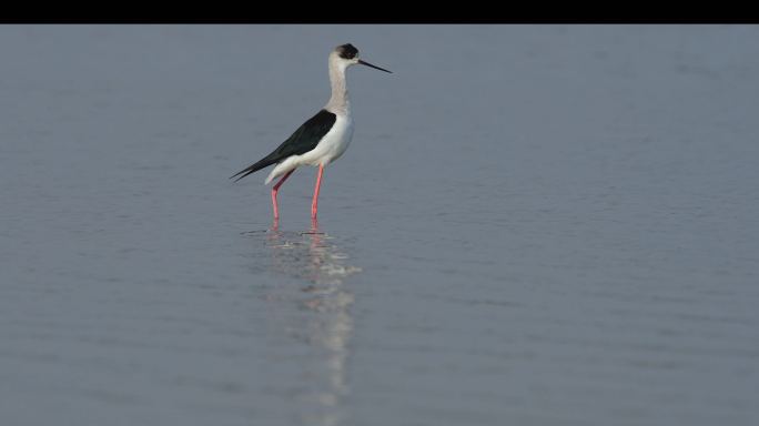 湿地明星：黑翅长脚鹬-4k视频（原创）