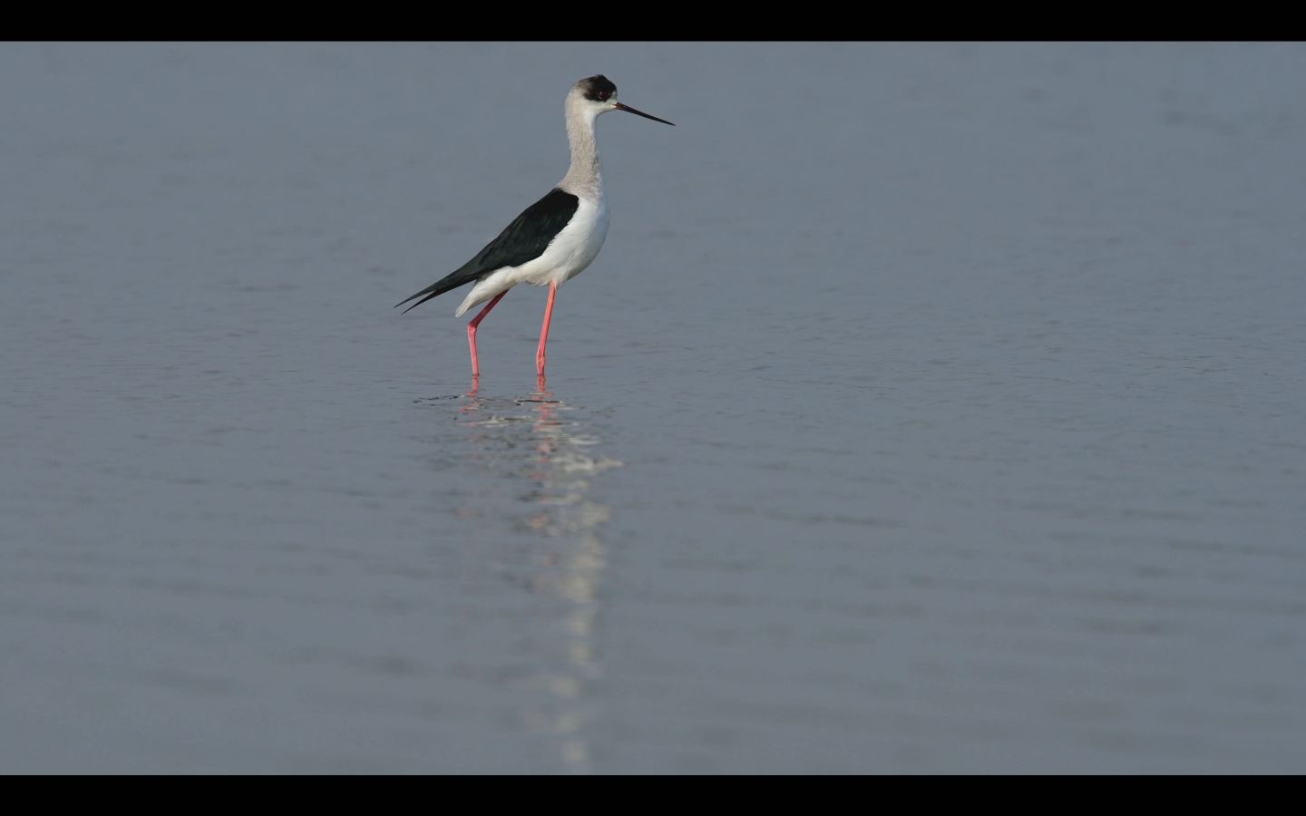 湿地明星：黑翅长脚鹬-4k视频（原创）