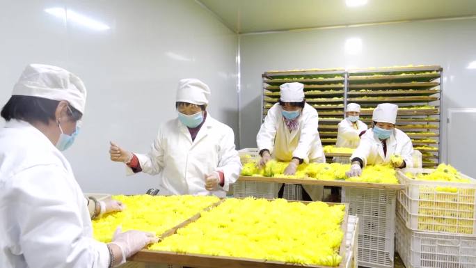 菊花丰收采摘助农