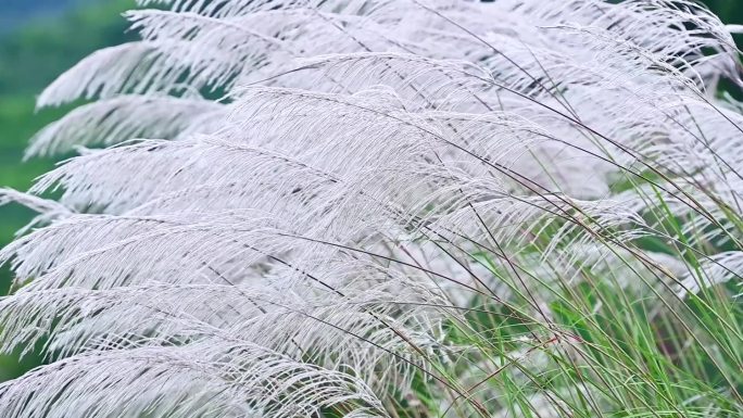 唯美风中摇曳洁白芦苇自然意境风光背景