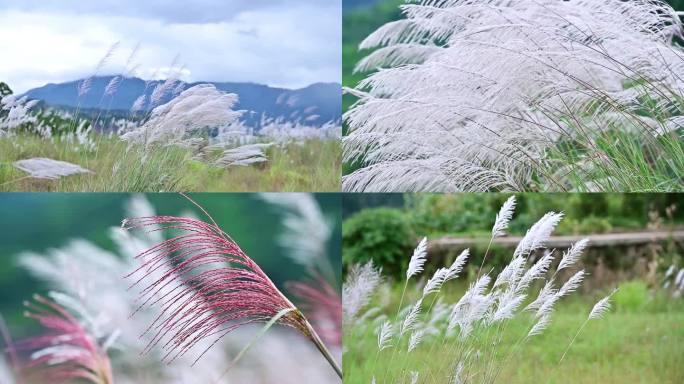 唯美风中摇曳洁白芦苇自然意境风光背景