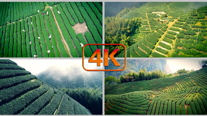 茶园茶林茶叶生态茶园高山茶场，4K航拍
