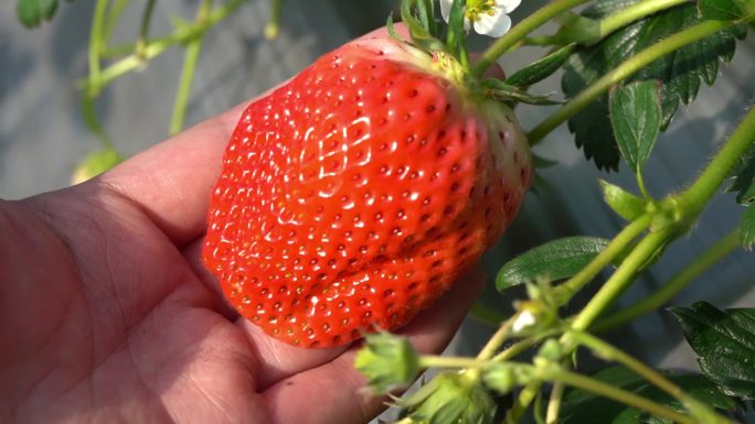 大棚成熟新鲜草莓蜜蜂授粉无公害草莓