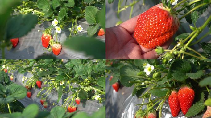 大棚成熟新鲜草莓蜜蜂授粉无公害草莓