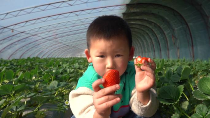 儿童在大棚快乐地采摘草莓草莓大棚采摘