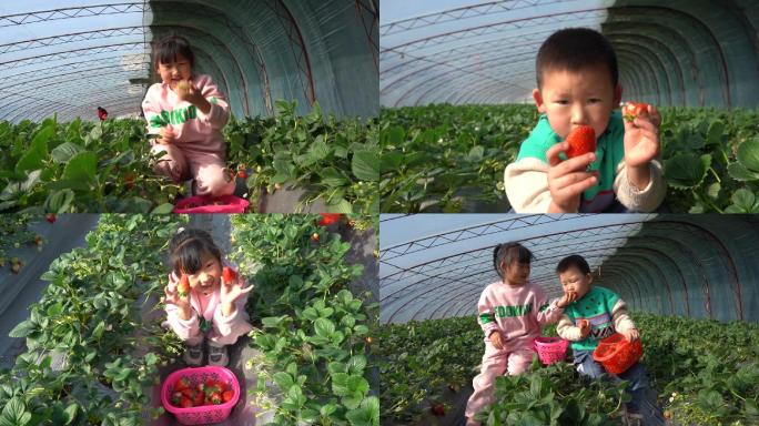 儿童在大棚快乐地采摘草莓草莓大棚采摘