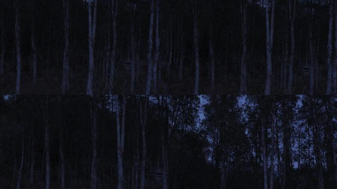 黑暗森林夜晚的树林