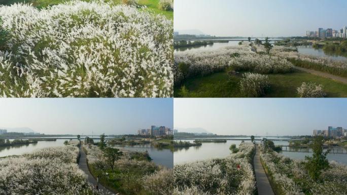 4K航拍陕西汉中汉江芦苇美景
