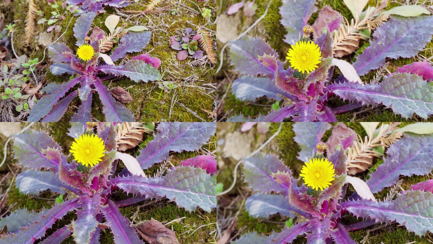 花叶滇苦菜、野菜