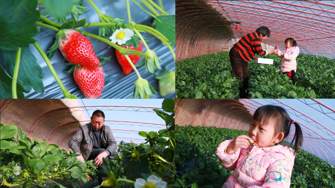 草莓园采摘生态农场儿童果农吃草莓