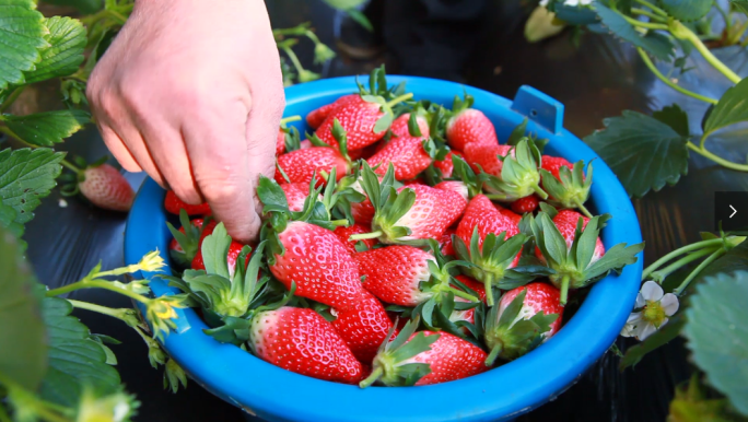 草莓园采摘生态农场儿童果农吃草莓