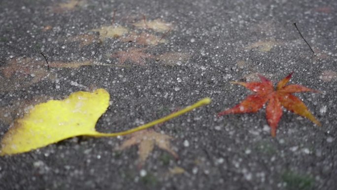 雪珠落在地面的落叶上