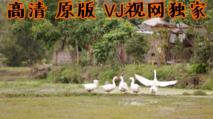 【高清原画】乡村游生态游航拍农村播种水稻