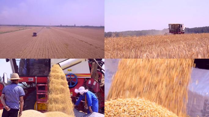 小麦收割