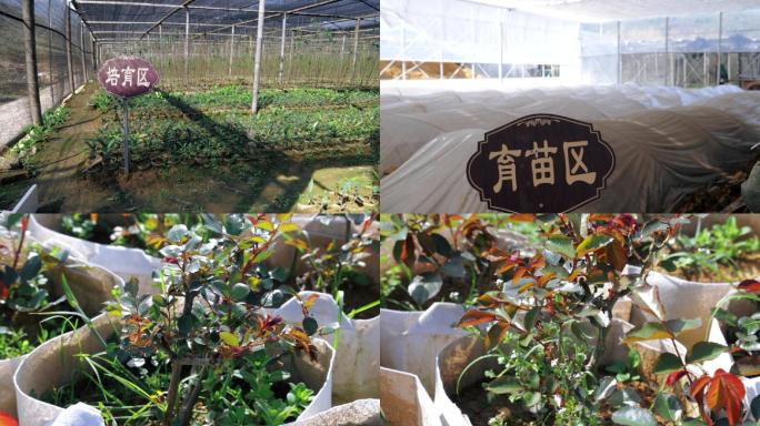 红豆杉培育基地