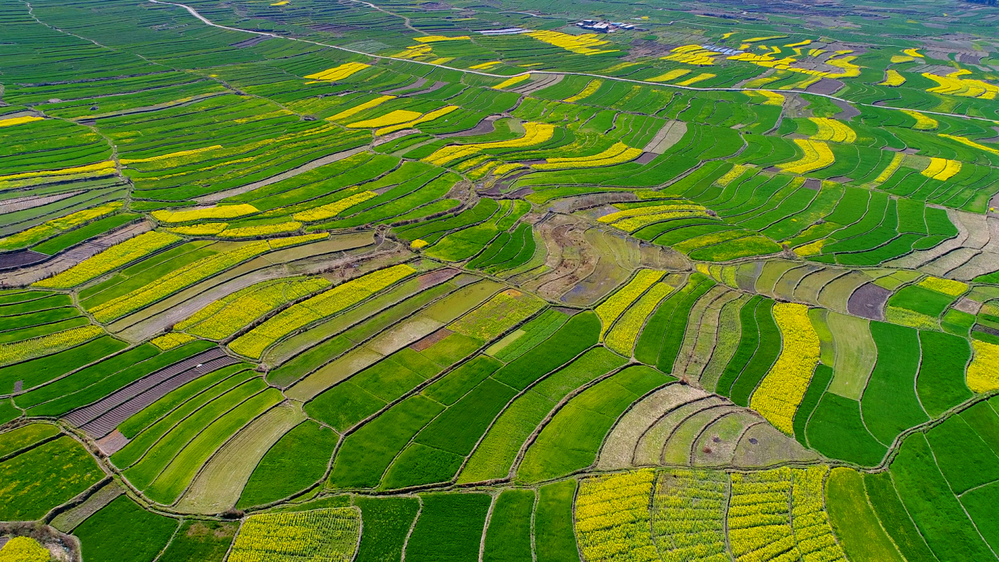 航拍中国云南省永平县油菜花海