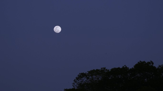 夜晚山头树梢的月亮
