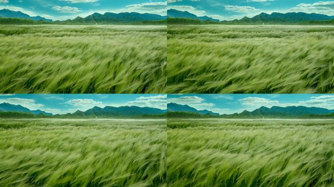 风吹麦浪小麦麦田稻田绿色麦子