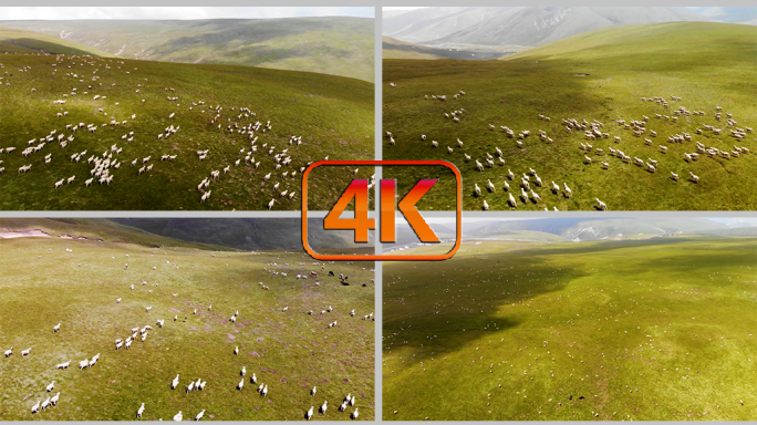 草原羊群放牧牧羊内蒙古，4K航拍大草原