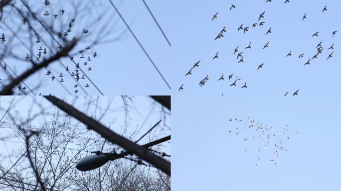 北京鸽子，和平鸽，蓝天飞翔，城市飞鸟