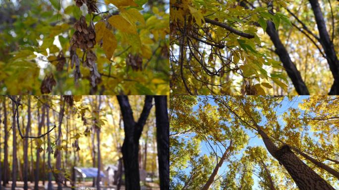 秋天黄叶自然树