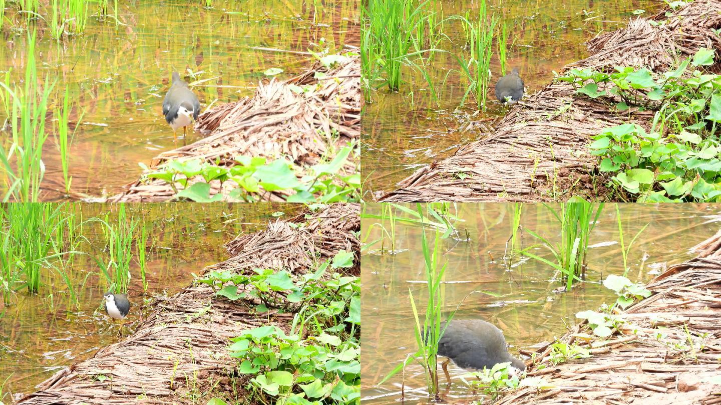 难得一见的白面水鸡,白面水鸡叫声