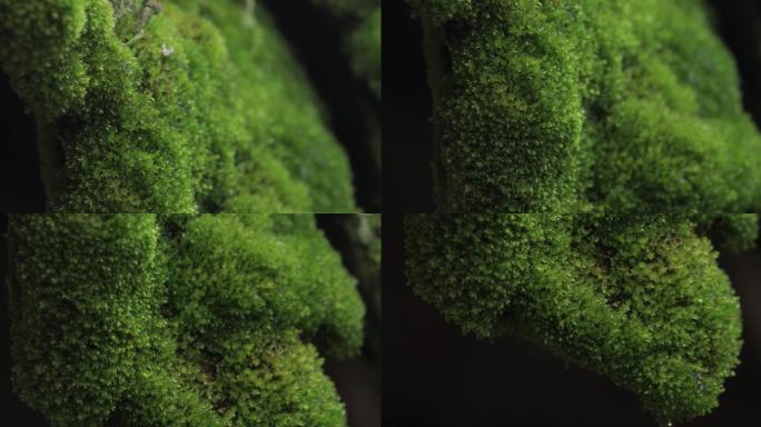 茂盛的青苔苔藓01