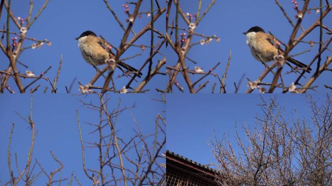 【4K】梅花树和小鸟