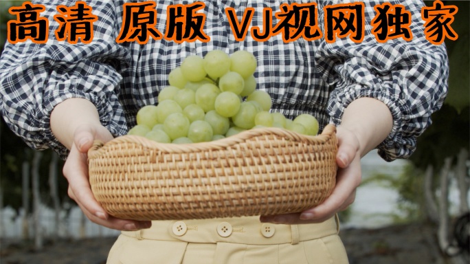 【高清原画】水果农家乐夏日采摘葡萄