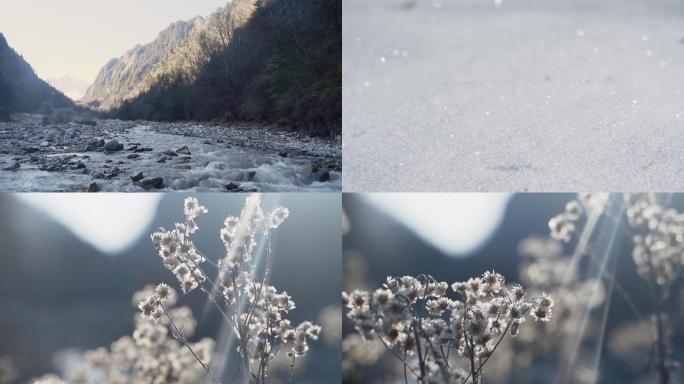 高山融雪雪地高山植物1080p