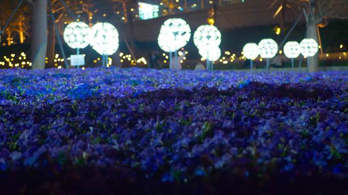 夜晚的蓝色花海中的游客