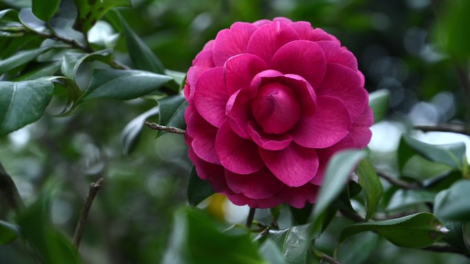 南宁：万株茶花开满园