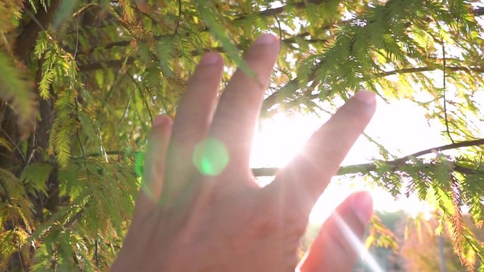 树下抓阳光-唯美画面-指缝间的阳光