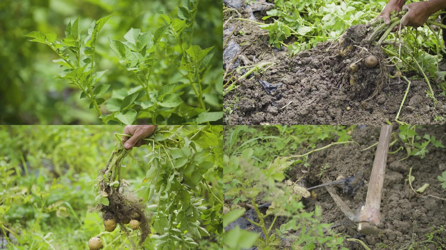 挖土豆恩施高山土豆1080高清升格视频