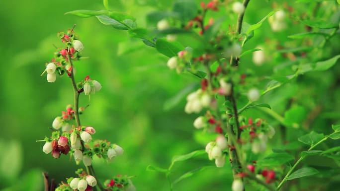 实拍蓝莓种植基地视频