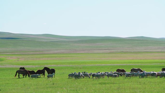 草原湖边羊群