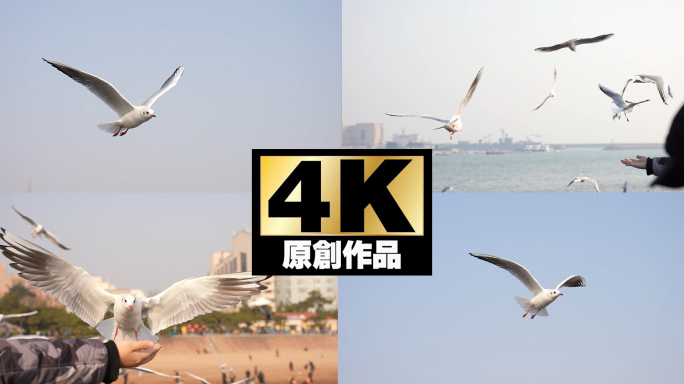 海鸥120帧升格4K实拍