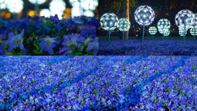 蓝色的蝴蝶花和蒲公英形状的灯光
