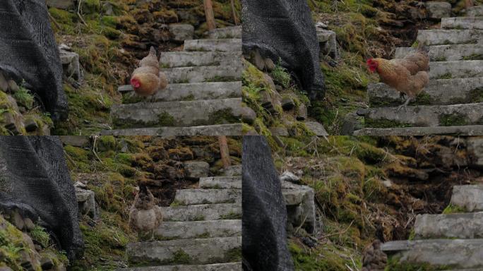 4K台阶觅食的乡村老母鸡一组